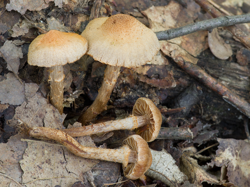 Cortinarius quercoconicus